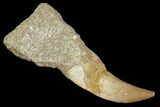 Fossil Rooted Mosasaur Tooth On Rock - Morocco #117051-1